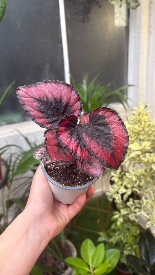 Begonia Rex Red Kiss – Contraste Intenso y Hojas de Colección
