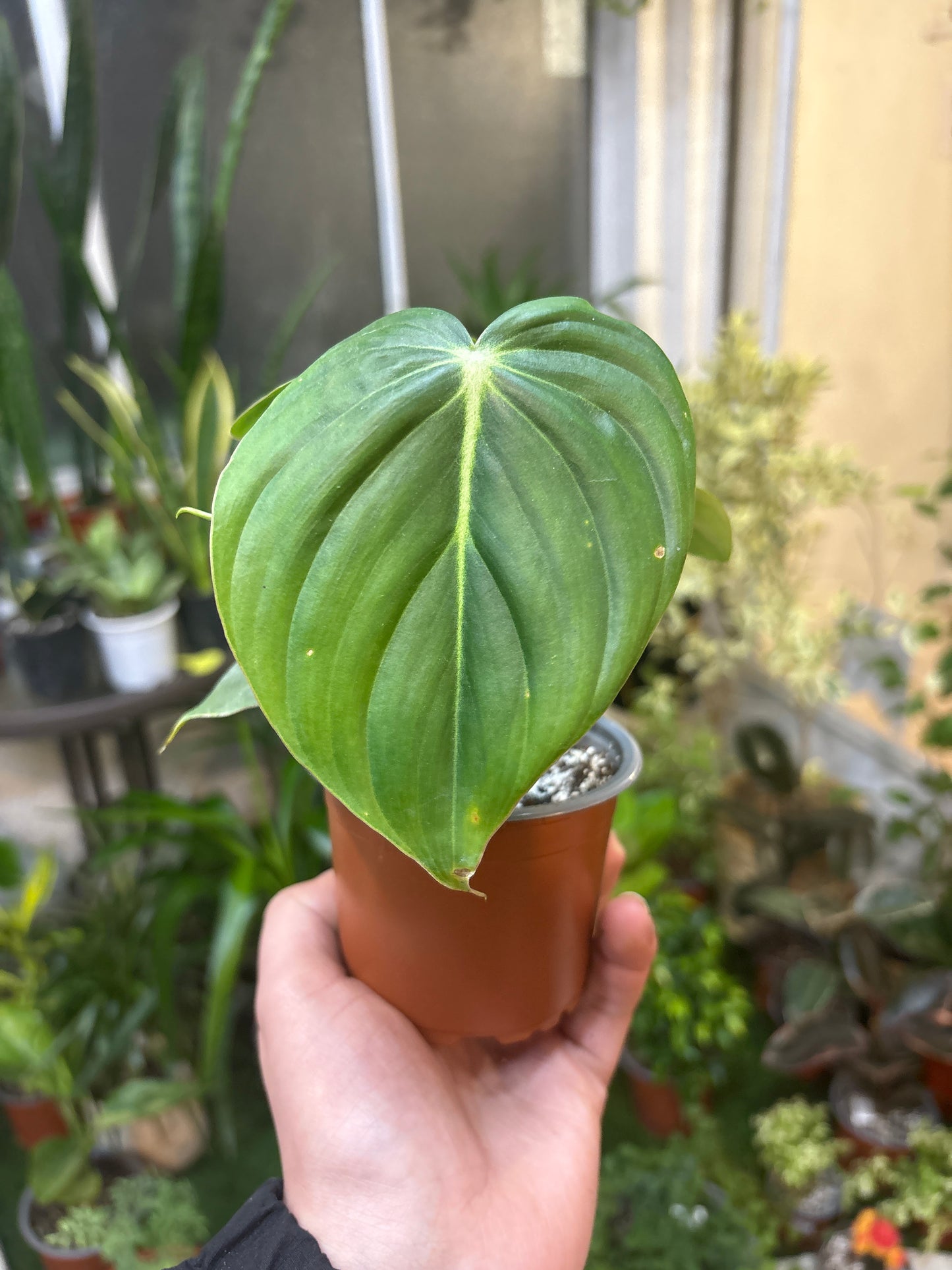 Philodendron Gloriosum