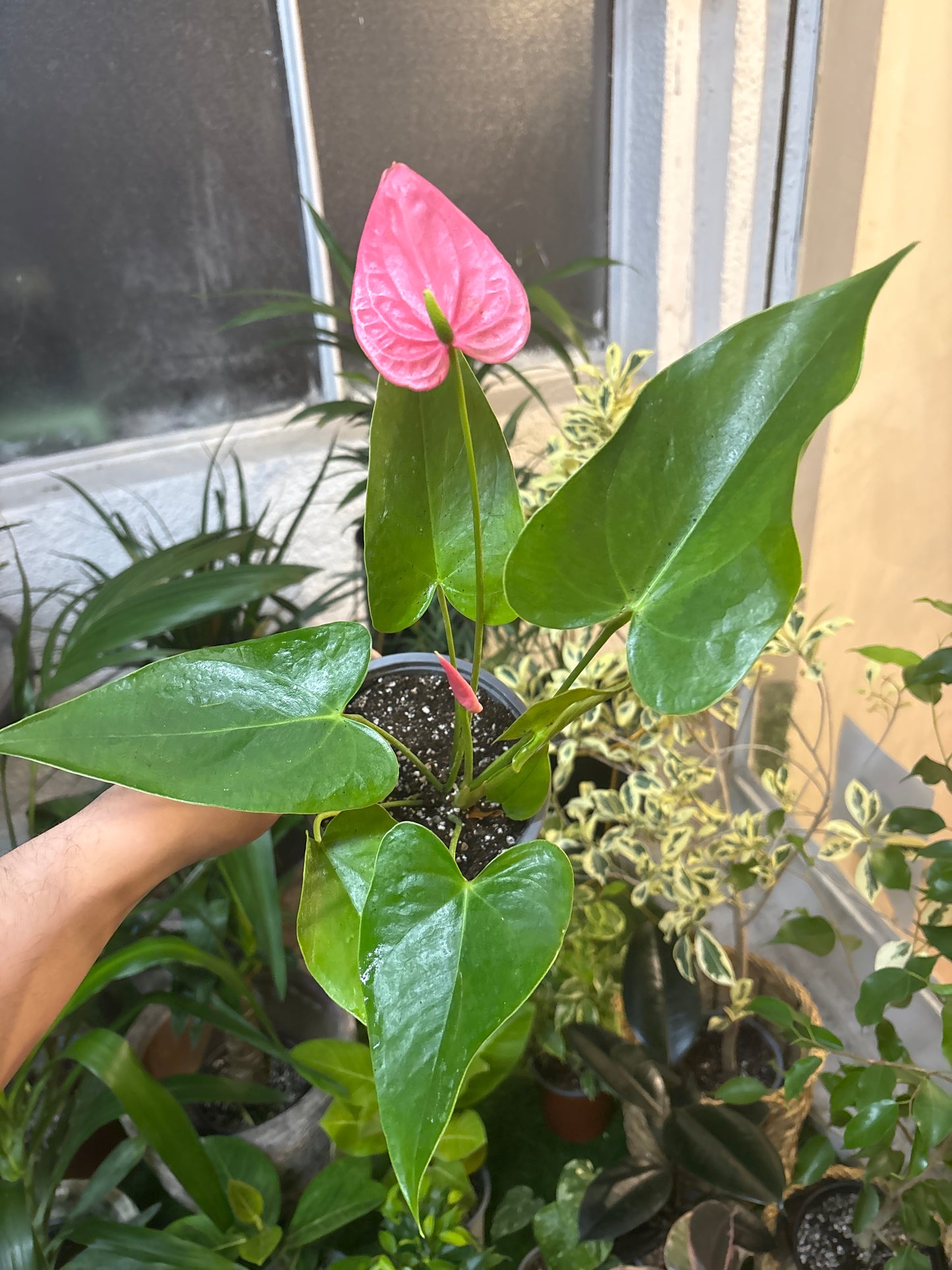 Anthurium Andreanum Fucsia – Floración Duradera y Color que Enamora
