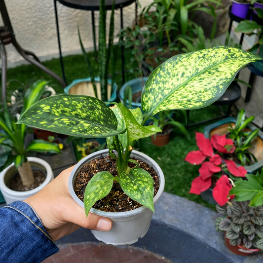Aglaonema White Snow