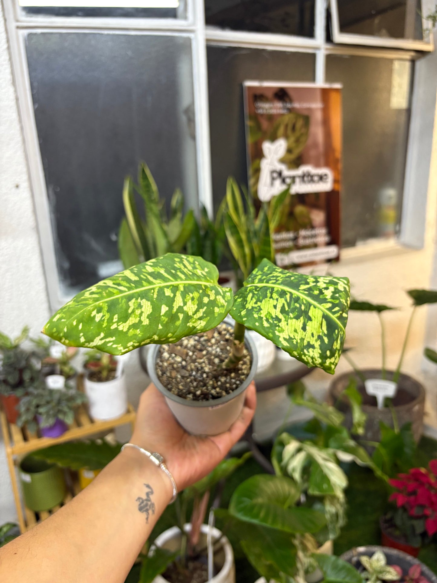 Dieffenbachia Reflector