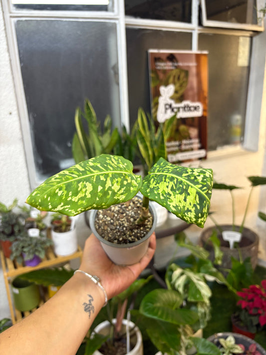 Dieffenbachia Reflector