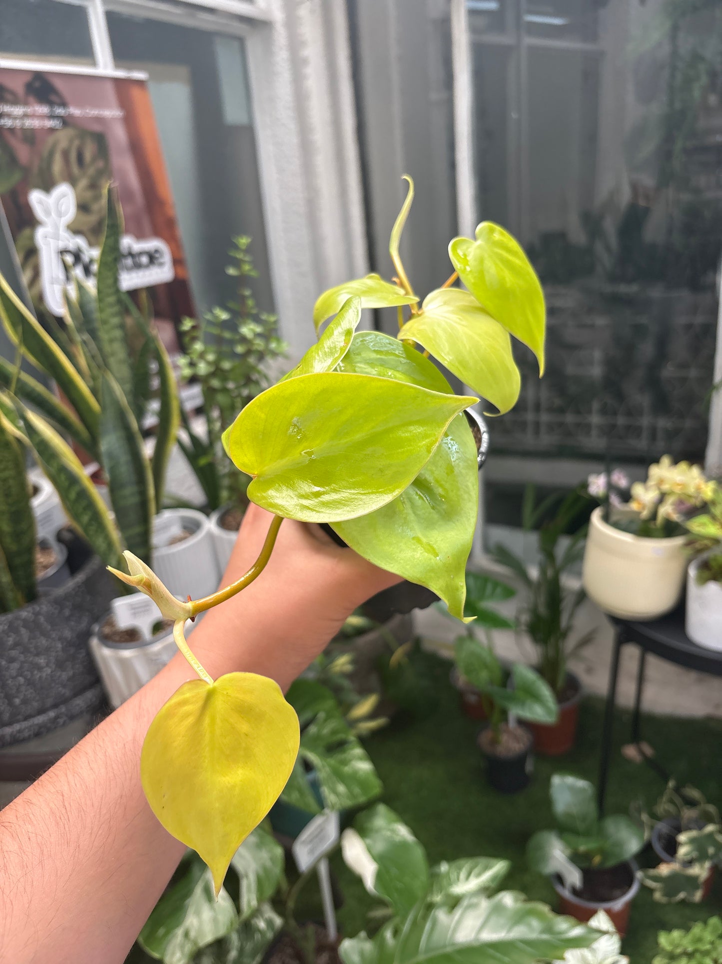 Philodendron Cordatum Lemon Lime