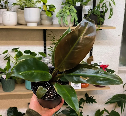 Philodendron Imperial Red