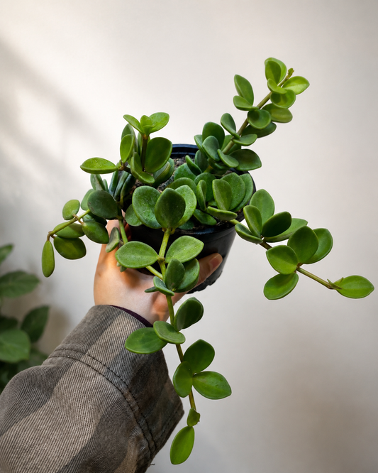 Peperomia Hope