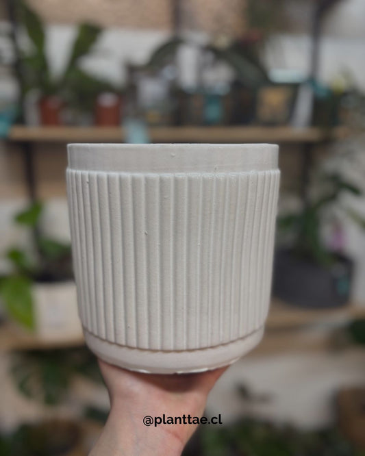 Glazed Stripes White