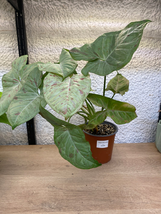 Singonio Milk Confetti