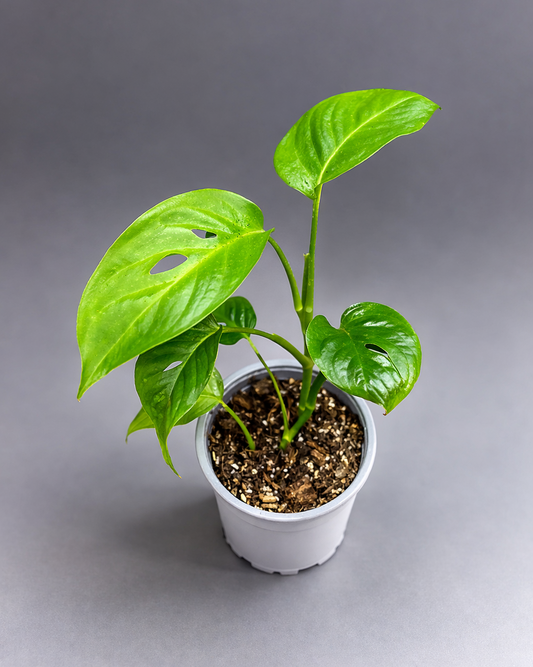 Monstera Acuminata