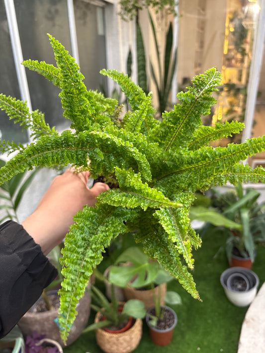 Helecho Fluffy– Elegancia suave en cada hoja 🌿✨