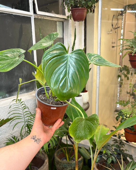 Philodendron Fragans