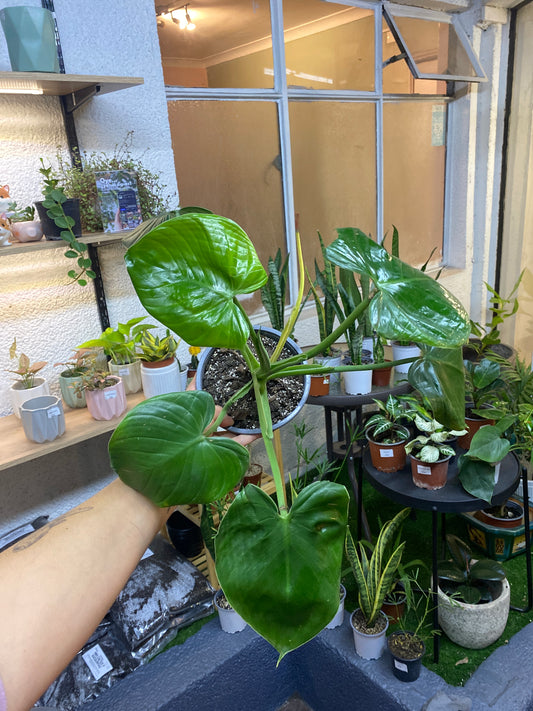 Philodendron Fragrans