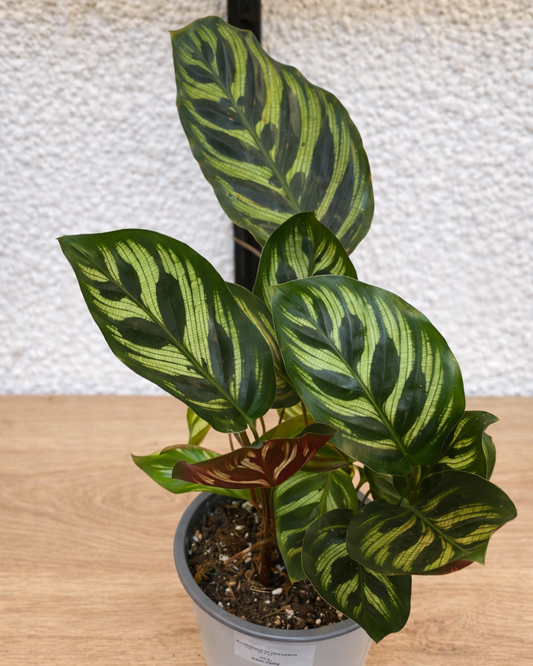 Calathea Makoyana