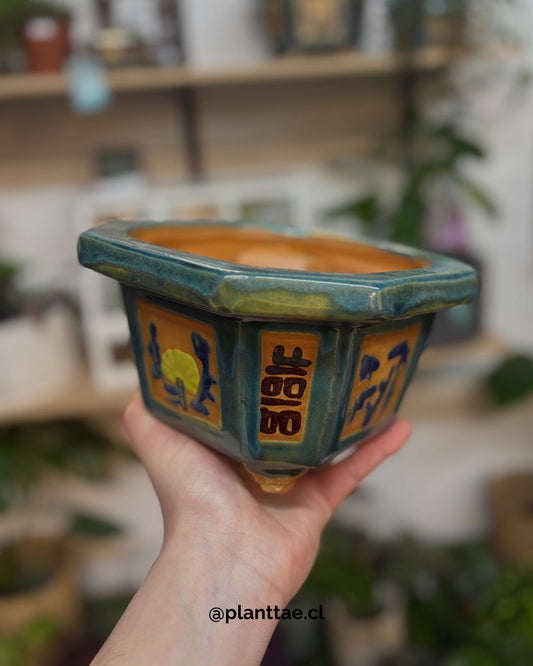 Maceta Bonsai Asian