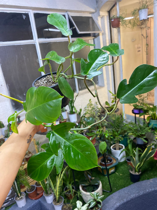 Philodendron Squamiferum