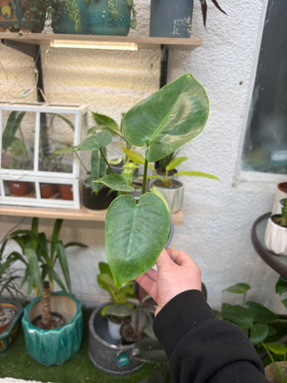 Monstera Deliciosa