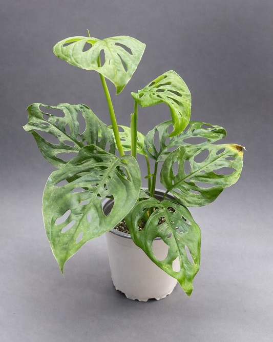 Monstera Friedrichsthalii