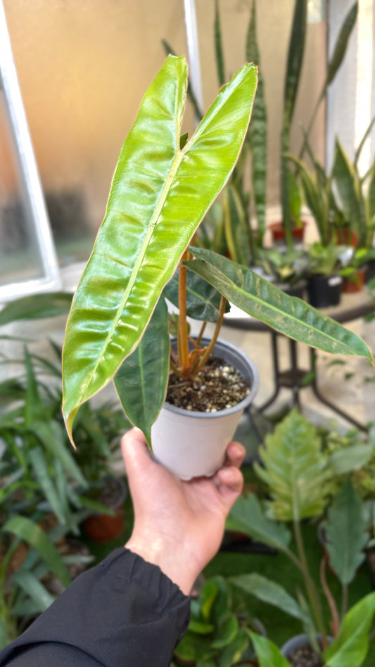 Philodendron Billietiae