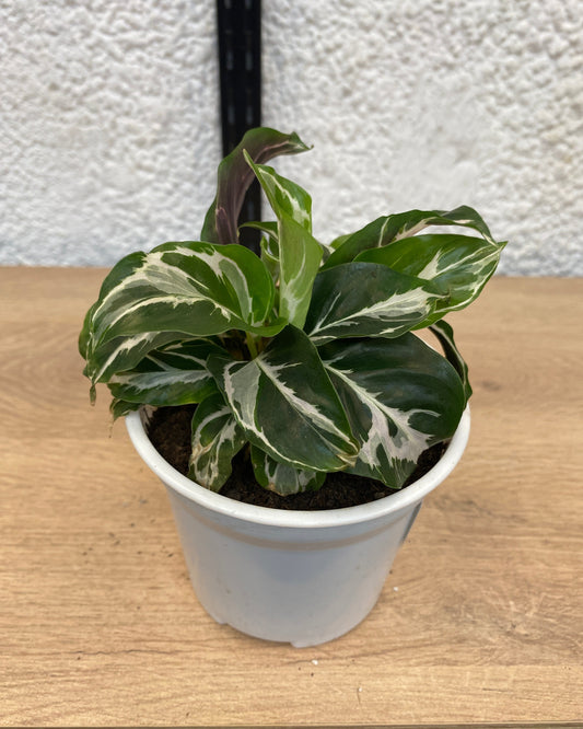 Calathea White Fusion