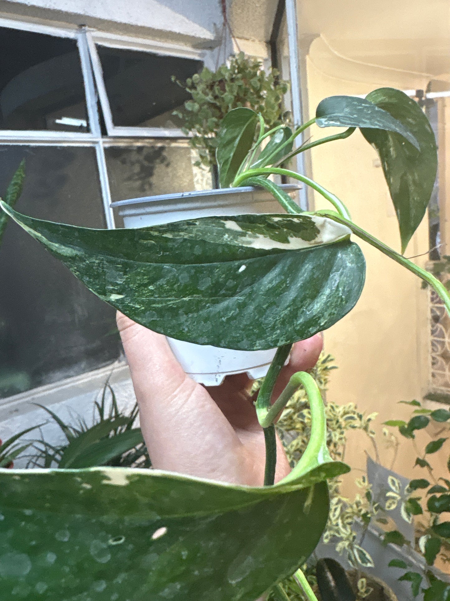 Epipremnum Pinnatum Variegado – Elegancia Tropical con Toques Marfil