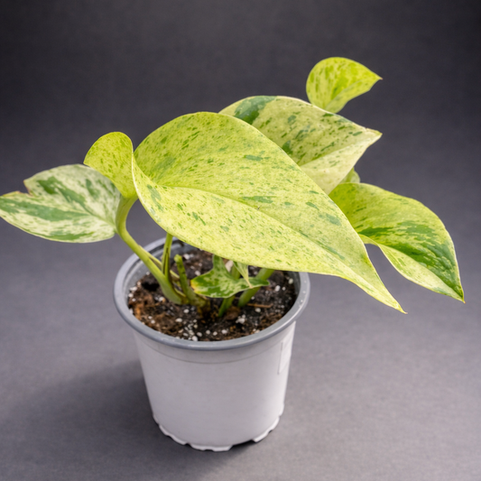 Scindapsus Snow Queen