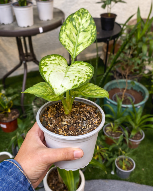 Aglaonema Eileen