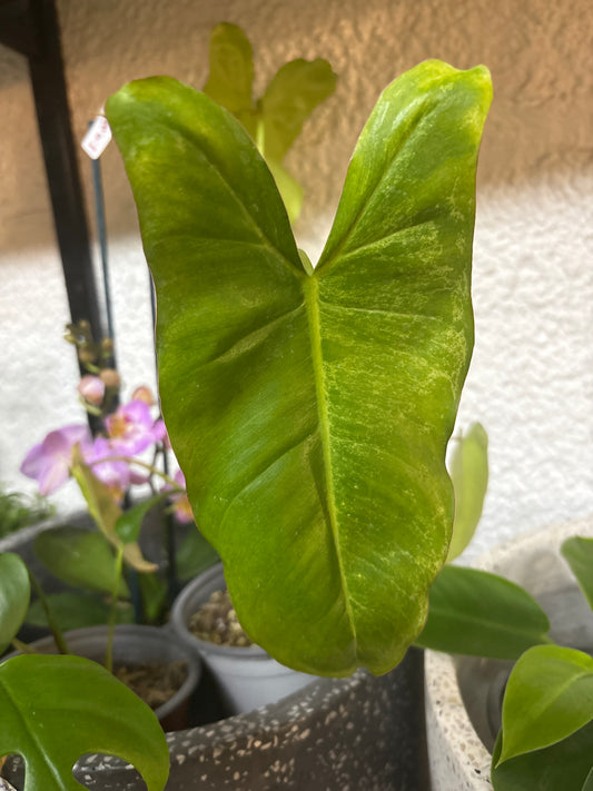 Philodendron Imbe Paraíso Verde – Variegación Irregular de Ensueño
