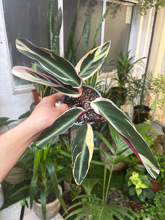 Calathea Triostar – Un espectáculo de colores en cada hoja ✨🌿