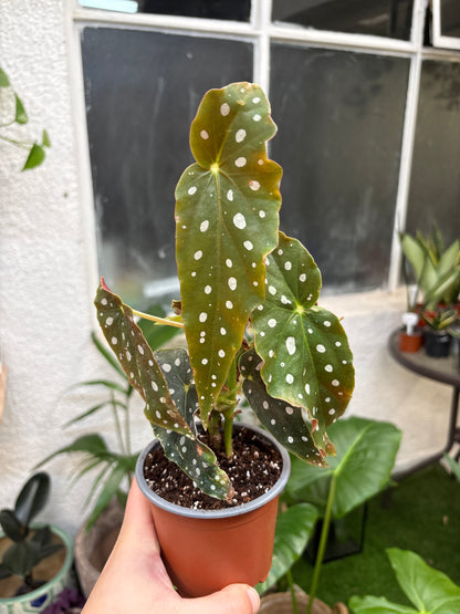 Begonia Maculata