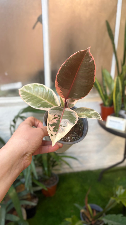 Gomero Tineke Rubí – Variegación y Color en una Misma Planta