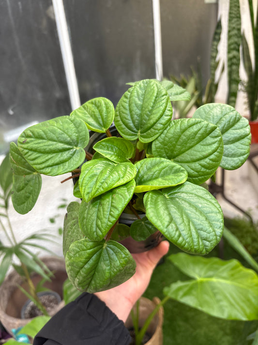 Peperomia Albovittata