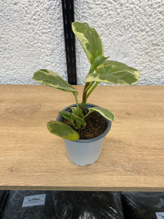 Peperomia Obtusifolia Variegada
