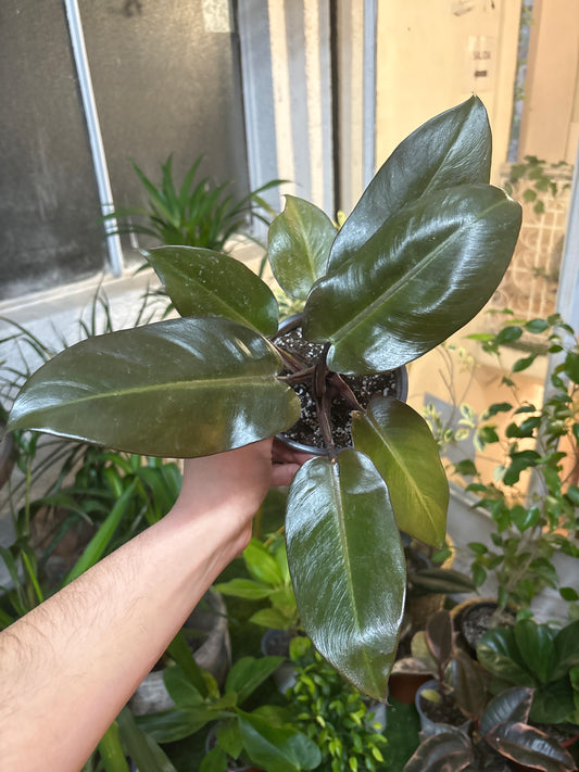 Philodendron Black Cardinal – Follaje Oscuro y Elegancia Sofisticada