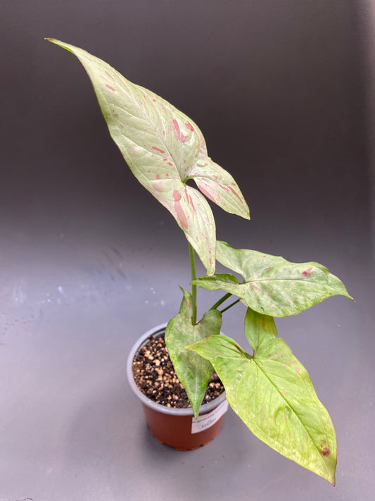 Singonio Pink Salmon