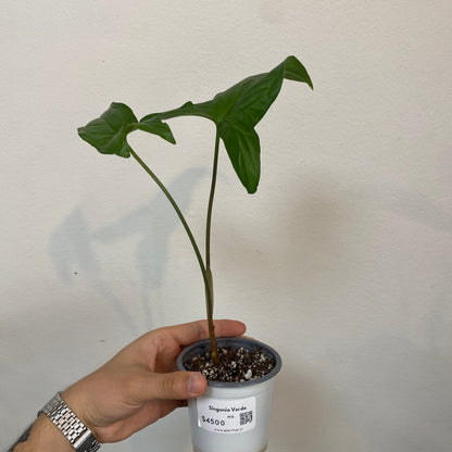 Singonio Verde