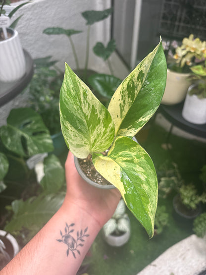 Pothus Marble Queen
