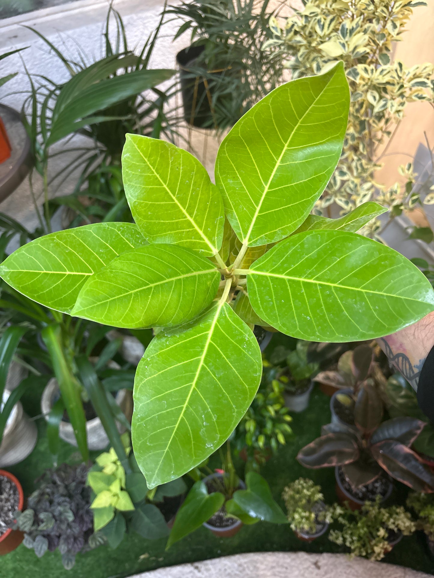 Gomero Benghalensis Gold
