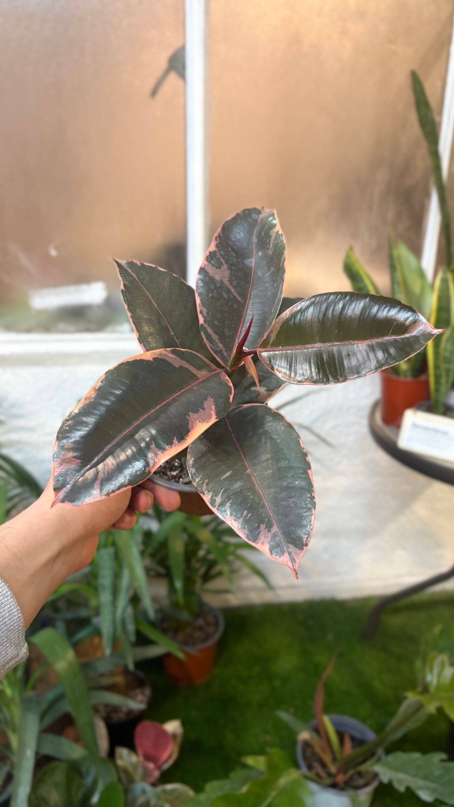 Gomero Tineke Rubí – Variegación y Color en una Misma Planta