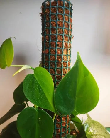 Tutor de Coco Chips – Soporte Natural para Plantas Trepadoras