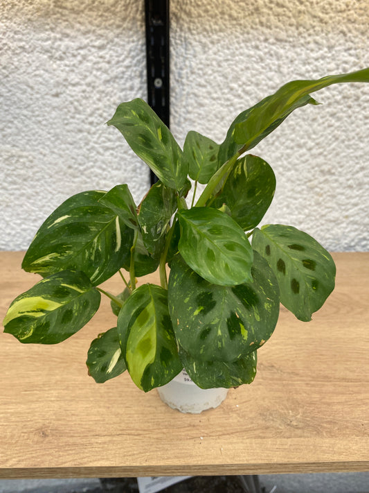 Maranta Kerchoviana Variegada