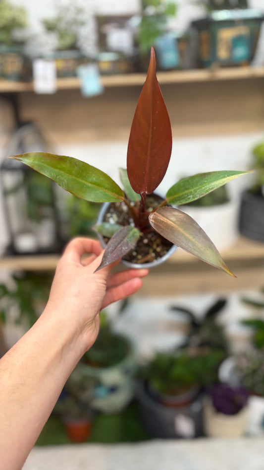 Philodendron Red Sun