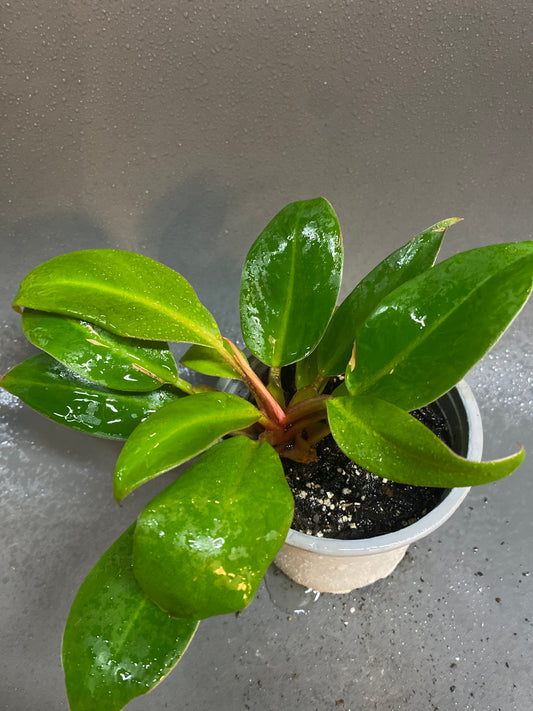 Philodendron Caramel