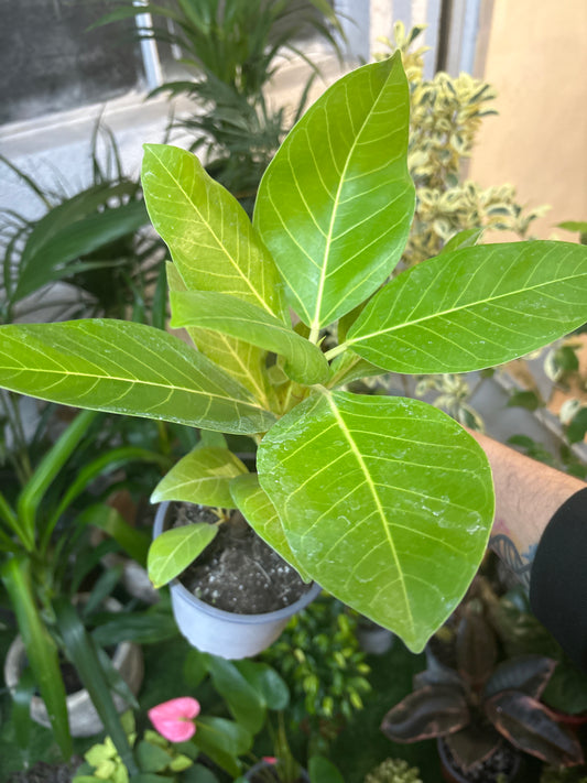 Gomero Benghalensis Gold – Hojas Texturadas con Brillos Dorados