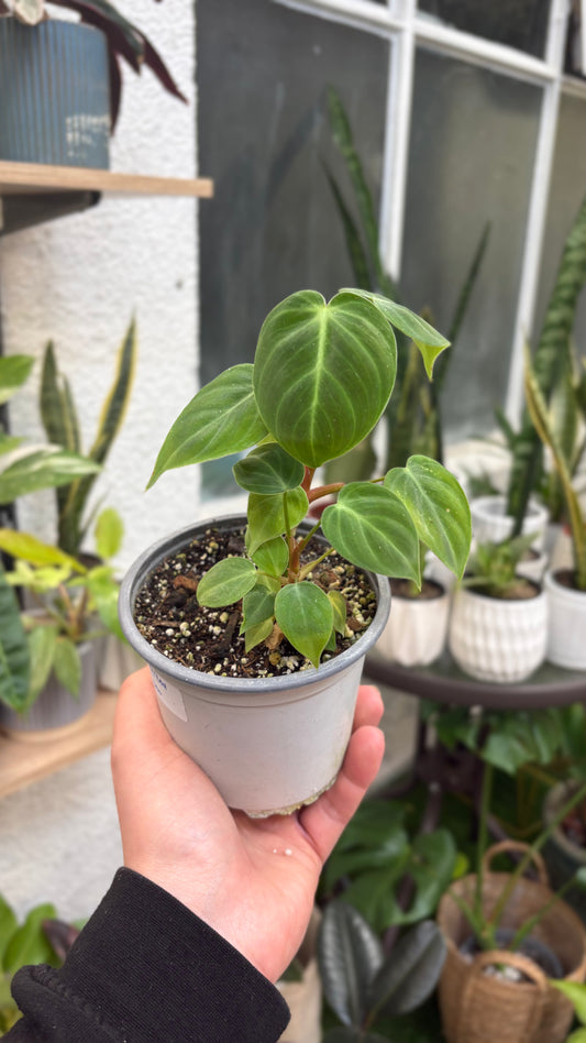 Philodendron Choco Red