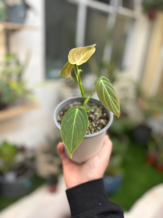 Philodendron Melanochrysum