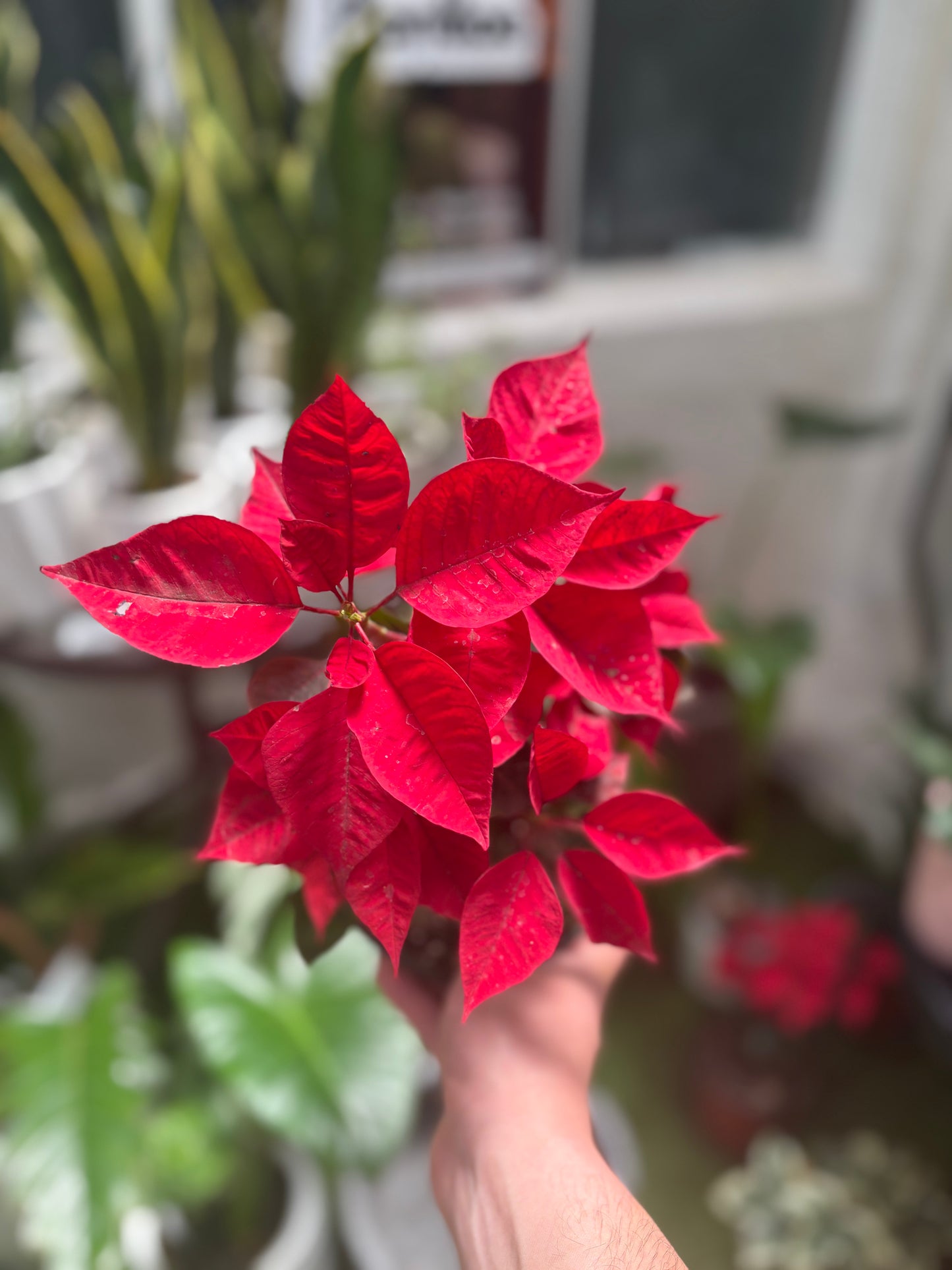 Poinsettia - Flor de Navidad