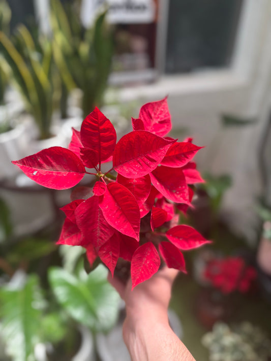 Poinsettia - Flor de Navidad