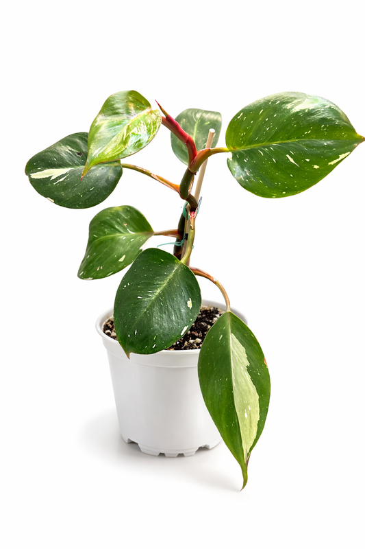 Philodendron White Knight