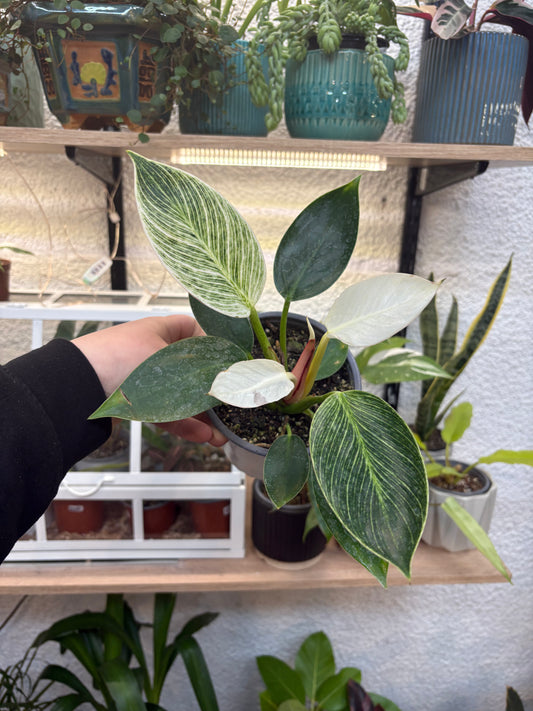 Philodendron Birkin