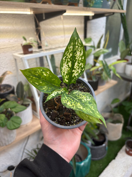 Aglaonema Commutatum Thai Snowflake
