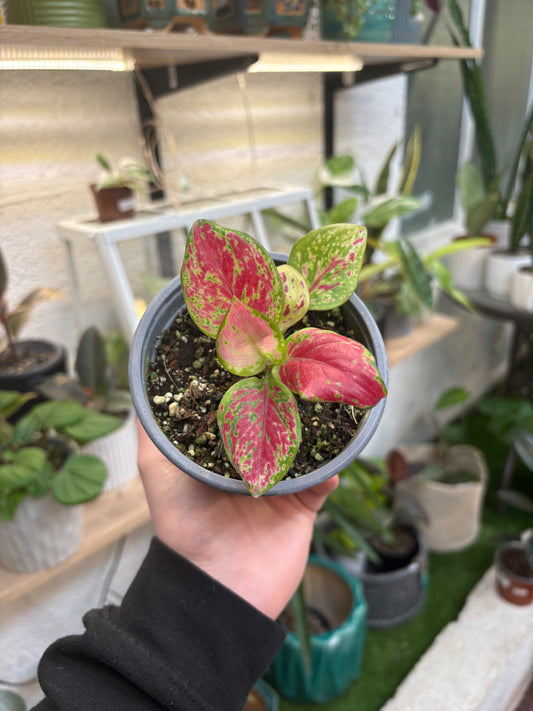 Aglaonema Commutatum Sunshine